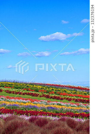 さわやかな秋のお花畑 さわやかな秋のお花畑 132376194