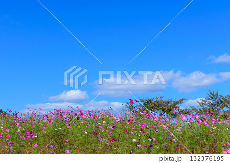 さわやかな秋のお花畑 さわやかな秋のお花畑 132376195