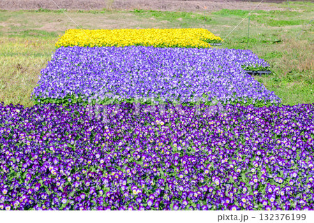 さわやかな秋のお花畑 さわやかな秋のお花畑 132376199