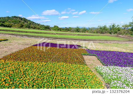 さわやかな秋のお花畑 さわやかな秋のお花畑 132376204