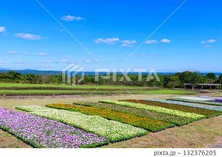 さわやかな秋のお花畑 さわやかな秋のお花畑 132376205