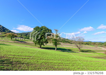 さわやかな秋のお花畑 さわやかな秋のお花畑 132376208