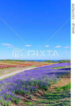 さわやかな秋のお花畑 さわやかな秋のお花畑 132376209