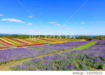 さわやかな秋のお花畑 さわやかな秋のお花畑 132376213
