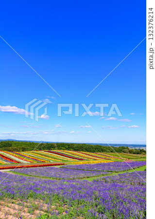 さわやかな秋のお花畑 さわやかな秋のお花畑 132376214
