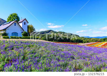 さわやかな秋のお花畑 さわやかな秋のお花畑 132376215