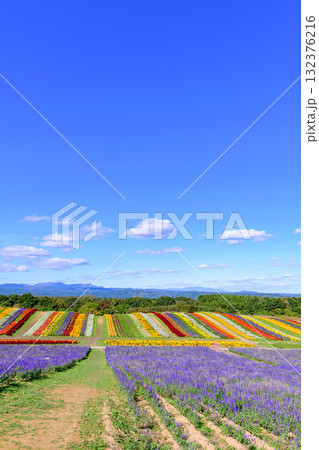 さわやかな秋のお花畑 さわやかな秋のお花畑 132376216