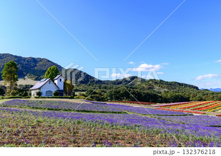 さわやかな秋のお花畑 さわやかな秋のお花畑 132376218