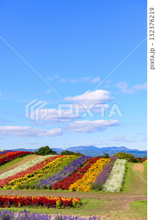 さわやかな秋のお花畑 さわやかな秋のお花畑 132376219