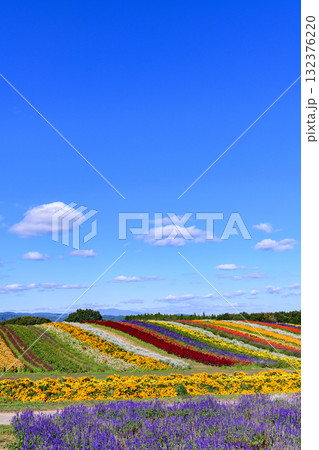 さわやかな秋のお花畑 さわやかな秋のお花畑 132376220