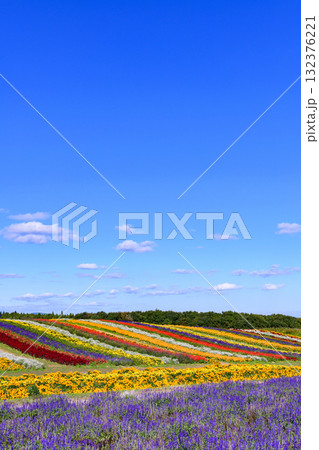 さわやかな秋のお花畑 さわやかな秋のお花畑 132376221