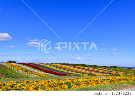 さわやかな秋のお花畑 さわやかな秋のお花畑 132376222