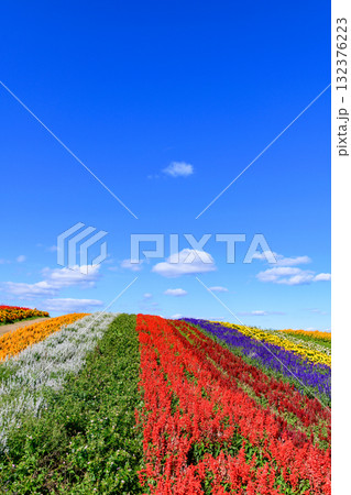 さわやかな秋のお花畑 さわやかな秋のお花畑 132376223