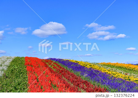 さわやかな秋のお花畑 さわやかな秋のお花畑 132376224