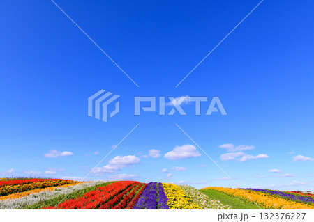 さわやかな秋のお花畑 さわやかな秋のお花畑 132376227