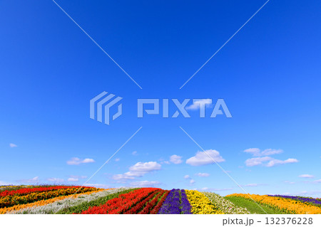 さわやかな秋のお花畑 132376228
