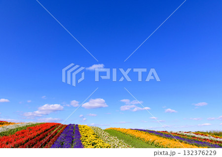 さわやかな秋のお花畑 さわやかな秋のお花畑 132376229