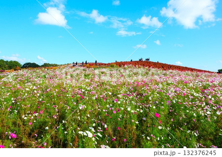 国営ひたち海浜公園のコキア 132376245