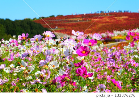 国営ひたち海浜公園のコキア 132376276
