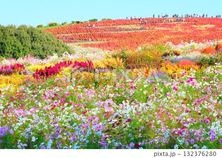 国営ひたち海浜公園のコキア 国営ひたち海浜公園のコキア 132376280