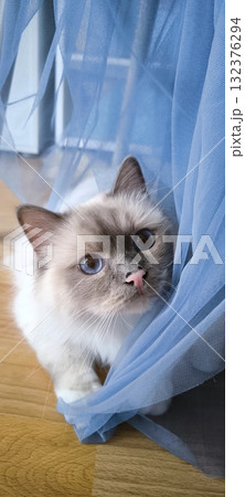 A curious Burmese cat peeks out from behind a blue cloth A curious Burmese cat peeks out from behind a blue cloth 132376294