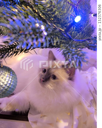 A curious kitten sits under a glowing Christmas tree. A curious kitten sits under a glowing Christmas tree. 132376306
