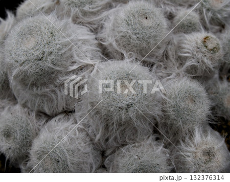 Mammillaria compressa “白竜丸” 132376314