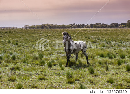 Herd of horses in the coutryside, La Pampa province, Patagonia, Argentina. Herd of horses in the coutryside, La Pampa province, Patagonia, Argentina. 132376330