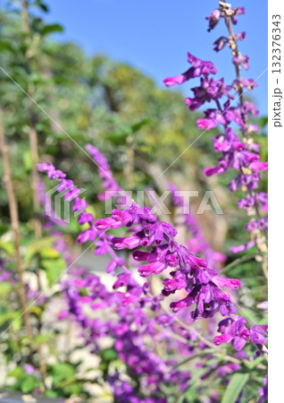 植物:アメジストセージ シソ科 植物:アメジストセージ シソ科 132376343