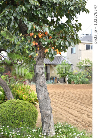 樹木：カキノキ　カキノキ科 132376347