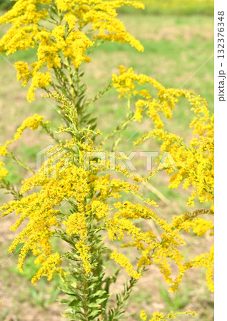 植物:セイタカアワダチソウ キク科 植物:セイタカアワダチソウ キク科 132376348