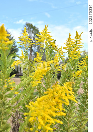 植物：セイタカアワダチソウ　キク科 132376354