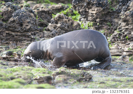 Sea Lion baby, Peninsula Valdes, 132376381