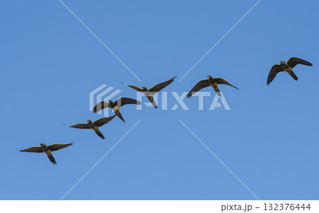 Burrowing Parrot in flight, La Pampa Province, Patagonia, Argentina Burrowing Parrot in flight, La Pampa Province, Patagonia, Argentina 132376444