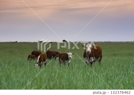 Cattle raising with natural pastures in Pampas countryside, La Pampa Province,Patagonia, Argentina. Cattle raising with natural pastures in Pampas countryside, La Pampa Province,Patagonia, Argentina. 132376462