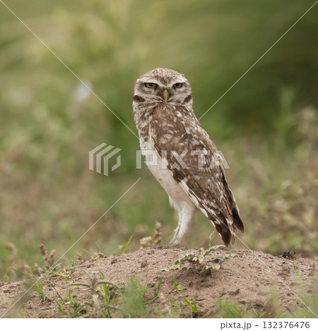 Ferruginous Pygmy owl, Glaucidium brasilianum, Calden forest, La Pampa Ferruginous Pygmy owl, Glaucidium brasilianum, Calden forest, La Pampa 132376476