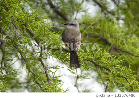 Tropical Kingbird Calden Forest environment, La Pampa Tropical Kingbird Calden Forest environment, La Pampa 132376480