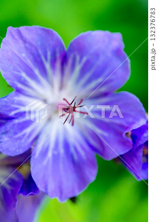 赤石岳に群落するタカネグンナイフウロ（高嶺郡内風露）　南アルプス赤石岳登山 132376783