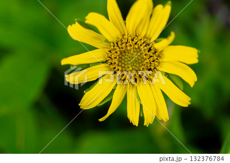 赤石岳に群落するウサギギク（兎菊）別名：キングルマ（金車）　南アルプス赤石岳登山 132376784