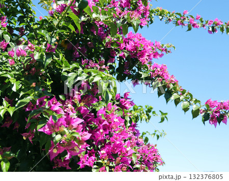 Blooming bougainvillea flowers background.  Bright magenta bougainvillea tree with flowers Blooming bougainvillea flowers background.  Bright magenta bougainvillea tree with flowers 132376805