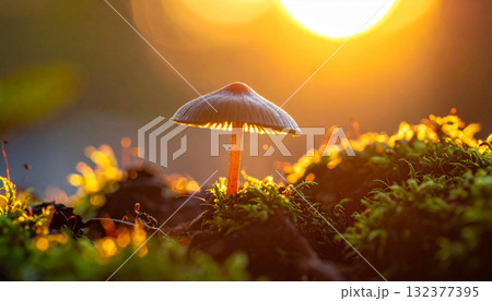Mushroom Glowing in Sunlight 132377395