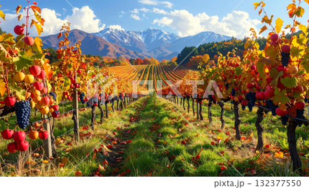 Picturesque Vineyard with Ripe Grapes and Distant Mountains 132377550