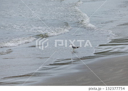 波打ち際で海を眺めるウミネコが一羽 波打ち際で海を眺めるウミネコが一羽 132377754