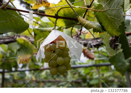 農園に実った葡萄 132377786