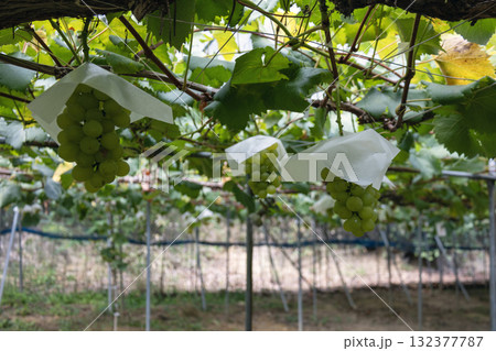 農園に実った葡萄 農園に実った葡萄 132377787
