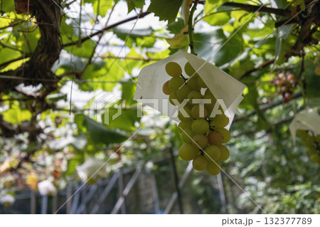 農園に実った葡萄 132377789