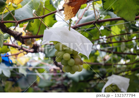 農園に実った葡萄 132377794