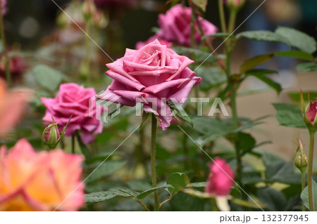 秋雨に濡れる紫のバラ 132377945