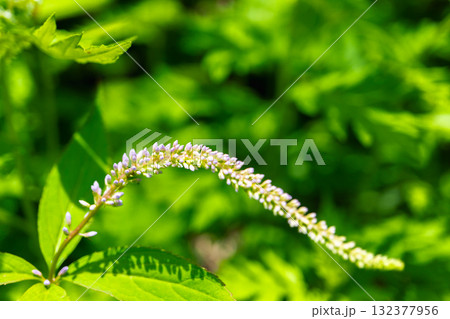 聖沢に群落するクガイソウ（九蓋草／九階草）別名：虎の尾　南アルプス聖岳登山 132377956