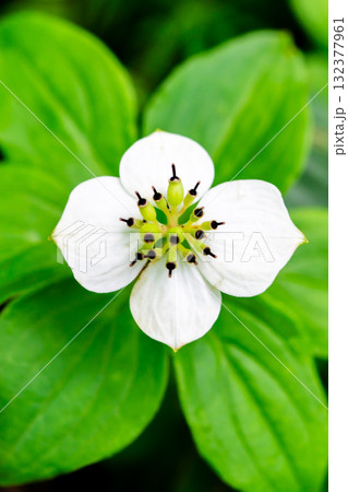 聖沢に群落するゴゼンタチバナ(御前橘)南アルプス聖岳登山 聖沢に群落するゴゼンタチバナ(御前橘)南アルプス聖岳登山 132377961